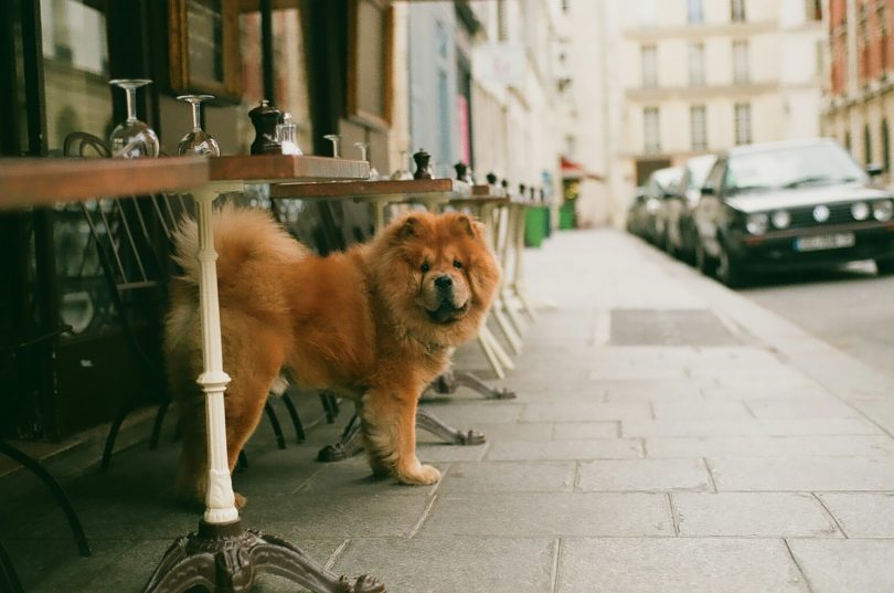 Voyage en famille : les villes françaises les plus dog friendly